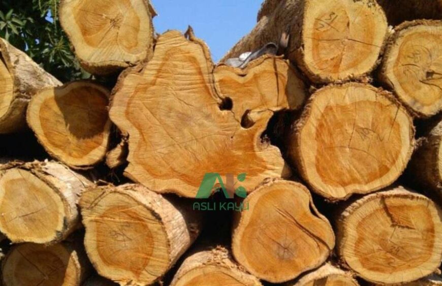 mengenal kayu jati