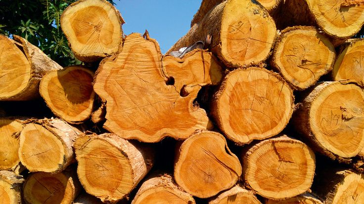 Kayu Pilihan untuk Interior Bergaya Modern Klasik