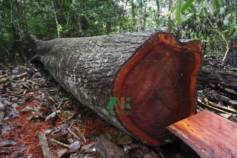 Kayu Lokal yang Cocok untuk Furnitur
